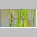 Sympetrum striolatum - Grosse Heidelibelle 07.jpg